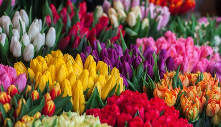 colorful-magazine-thumb-4